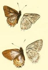 <i>Anthene butleri</i> Species of butterfly