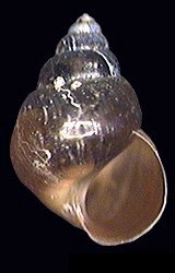 <span class="mw-page-title-main">Assimineidae</span> Family of gastropods