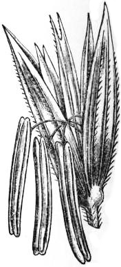 Thumbnail for File:EB1911 - Maize - Fig. 3.—Male Spikelet.jpg