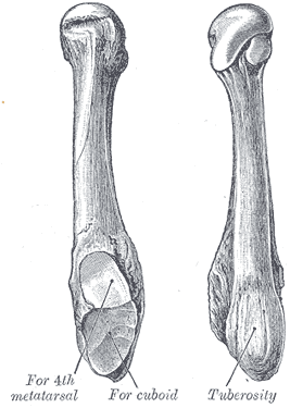 <span class="mw-page-title-main">Fifth metatarsal bone</span>