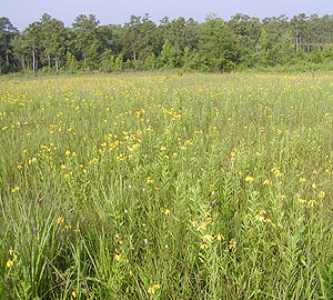 <span class="mw-page-title-main">Harrell Prairie Botanical Area</span>