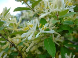 <i>Lonicera morrowii</i> Species of honeysuckle