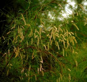 <span class="mw-page-title-main">Tamaricaceae</span> Family of flowering plants