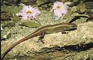 <i>Carlia fusca</i> Species of lizard