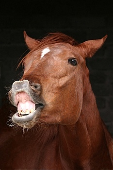 <span class="mw-page-title-main">Flehmen response</span> Behavior in which an animal curls back its upper lip exposing its front teeth