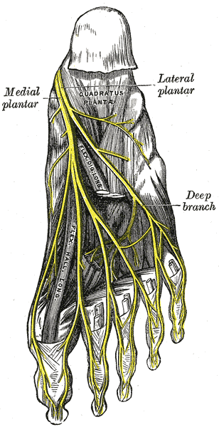 <span class="mw-page-title-main">Medial plantar nerve</span> Larger of the two terminal divisions of the tibial nerve