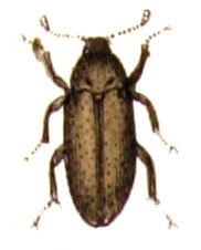 <span class="mw-page-title-main">Orchesiini</span> Tribe of beetles