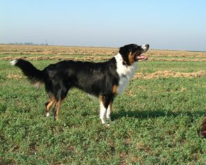 <span class="mw-page-title-main">English Shepherd</span> American herding dog