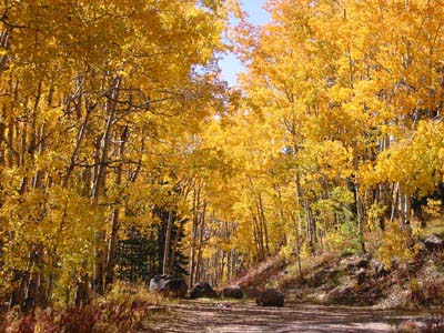 Autumn along the Grand Mesa Scenic Byway
