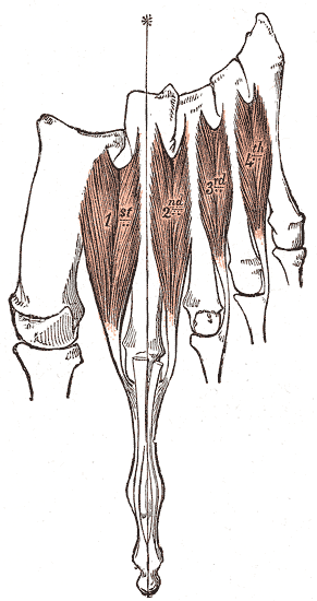 <span class="mw-page-title-main">Dorsal interossei of the foot</span> Four muscles situated between the metatarsal bones