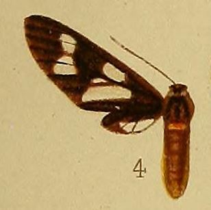 <i>Eressa</i> Genus of moths