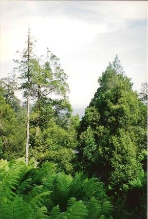 <i>Atherosperma</i> Genus of trees