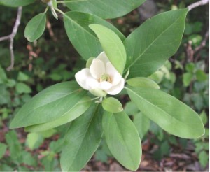 <span class="mw-page-title-main">Magnoliaceae</span> Family of flowering plants