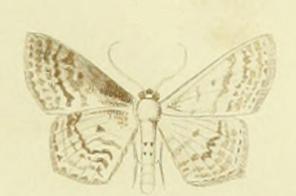 <i>Scopula corrivalaria</i> Species of geometer moth in subfamily Sterrhinae