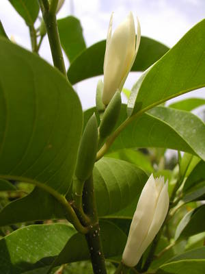 <i>Magnolia <span style="font-style:normal;">×</span> alba</i> Species of tree