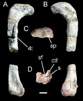 <i>Alwalkeria</i> Extinct genus of dinosaurs