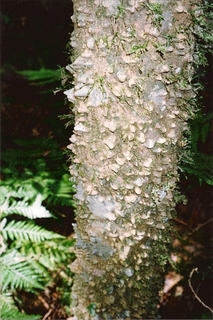 <i>Zanthoxylum brachyacanthum</i> Species of tree