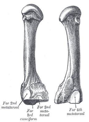 <span class="mw-page-title-main">Third metatarsal bone</span>