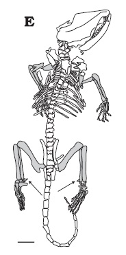 <i>Maotherium</i> Extinct family of mammals