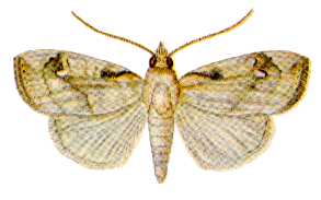 <i>Crocidolomia pavonana</i> Species of moth