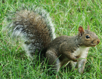 Источна сива веверица (Sciurus carolinensis)