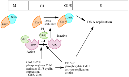 Regulation of Cdc7 activity throughout the cell cycle Cdc7.png