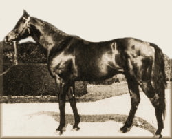 Djebel French Thoroughbred racehorse of the mid 20th century