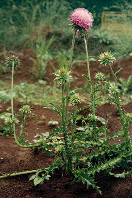 <i>Carduus nutans</i> Species of flowering plant in the daisy family Asteraceae