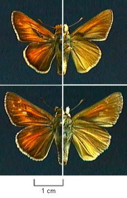 <i>Hesperia ottoe</i> Species of butterfly