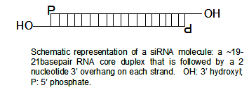 Esquema d'un SiRNA