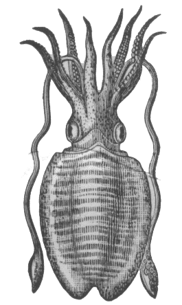 <span class="mw-page-title-main">Tentacle</span> Varied organ found in many animals and used for palpation and manipulation