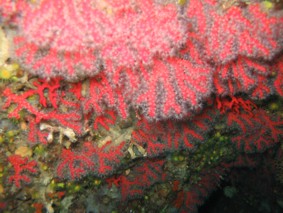 <span class="mw-page-title-main">Coralliidae</span> Family of corals