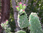 Close-up of flowering cactus pads