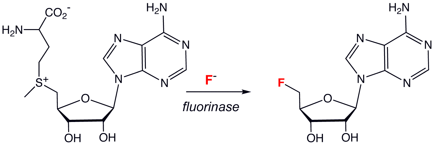 Fluorinasa