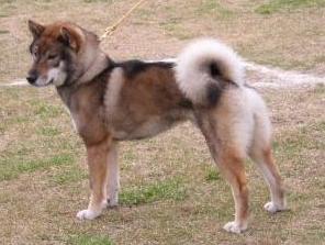 <span class="mw-page-title-main">Shikoku dog</span> Dog breed