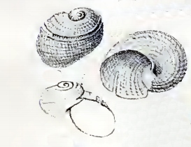 <i>Scissurella reticulata</i> Species of gastropod