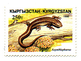 <i>Ablepharus eremchenkoi</i> Species of lizard