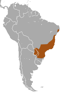 Distribuição de D. aurita