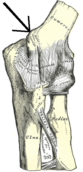 <span class="mw-page-title-main">Medial epicondyle of the humerus</span> Rounded eminence on the medial side of the humerus