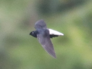 <span class="mw-page-title-main">Silver-rumped spinetail</span> Species of bird