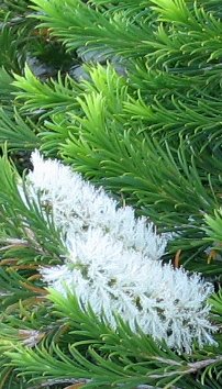 <i>Melaleuca</i> Genus of plants in the Myrtle family