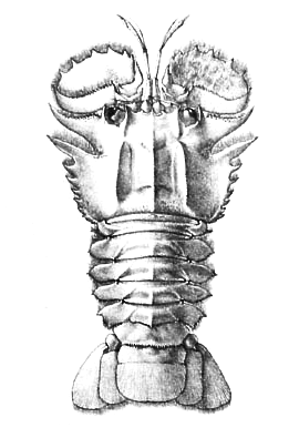 <i>Ibacus alticrenatus</i> Species of crustacean