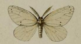 <i>Pirgula</i> Genus of moths