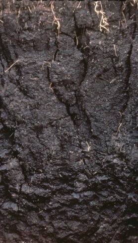 <span class="mw-page-title-main">Vertisol</span> Clay-rich soil, prone to cracking