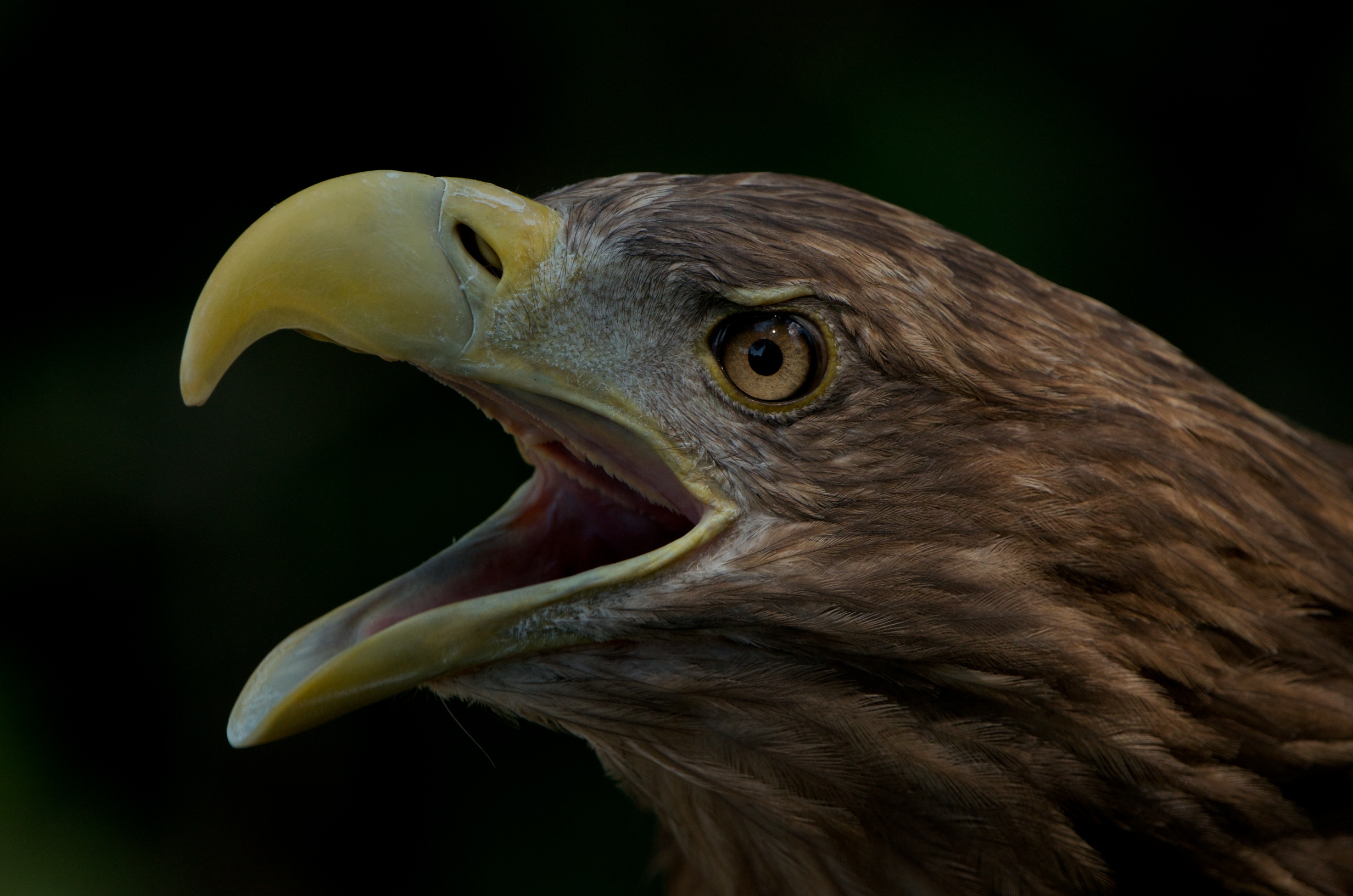 File:White Tailed Eagle AdF.jpg - Wikimedia Commons