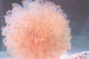 <i>Ecteinascidia turbinata</i> Species of sea squirt