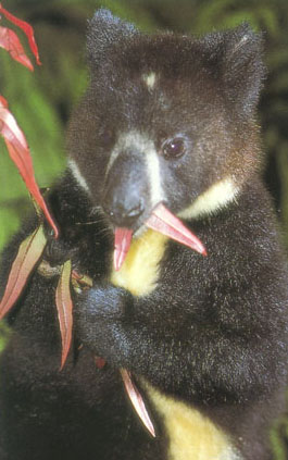 <span class="mw-page-title-main">Dingiso</span> Species of marsupial