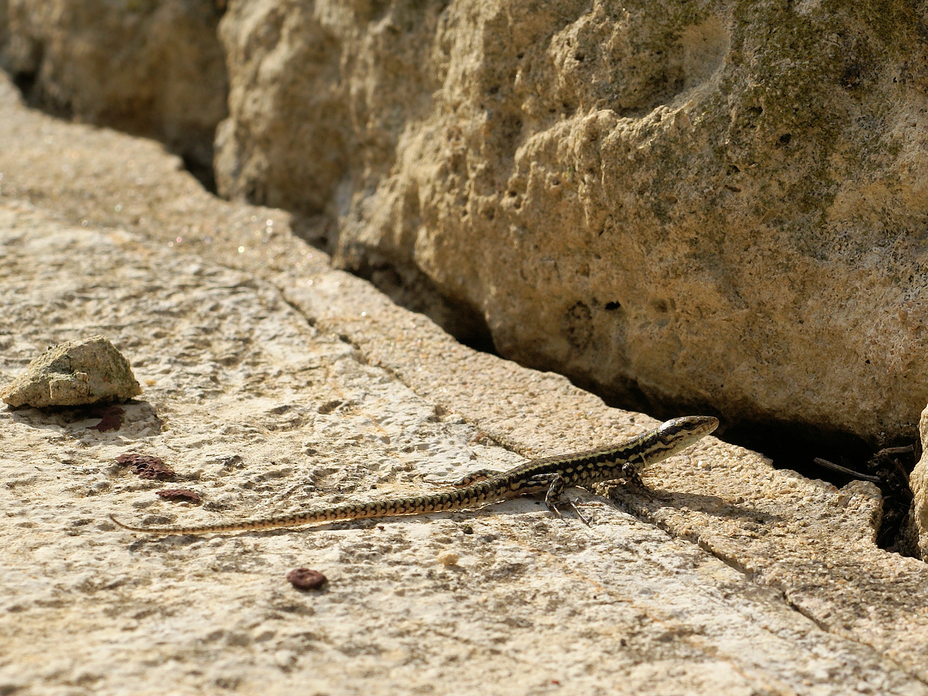 Sargantana roquera