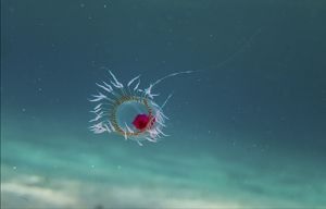 <i>Turritopsis dohrnii</i> Species of small, biologically immortal jellyfish