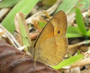 <i>Heteropsis narcissus</i> Species of butterfly